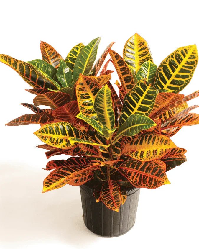 המדריך המקיף לגידול קרוטון (קודיאום וריגטום) 🌈 - רוטין (ירוק במרפסת לשעבר)