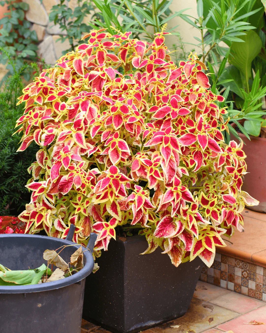 המדריך המקיף לגידול קולאוס (Coleus blumei) 🌈 - רוטין (ירוק במרפסת לשעבר)