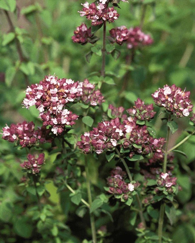 המדריך המקיף לגידול קורנית (Origanum majorana) 🌿 - רוטין (ירוק במרפסת לשעבר)