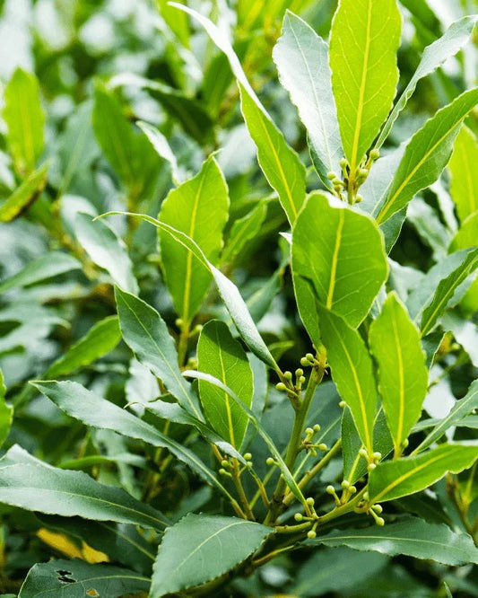 המדריך המקיף לגידול עלי דפנה (Laurus nobilis) 🌿 - רוטין (ירוק במרפסת לשעבר)