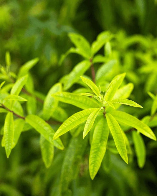 המדריך המקיף לגידול לואיזה (Aloysia citrodora) 🌿 - רוטין (ירוק במרפסת לשעבר)