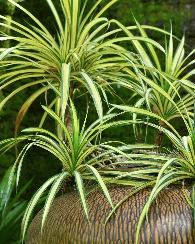 המדריך המקיף לגידול כלורופיטום (צמח העכביש) 🕷️🌿 - רוטין (ירוק במרפסת לשעבר)