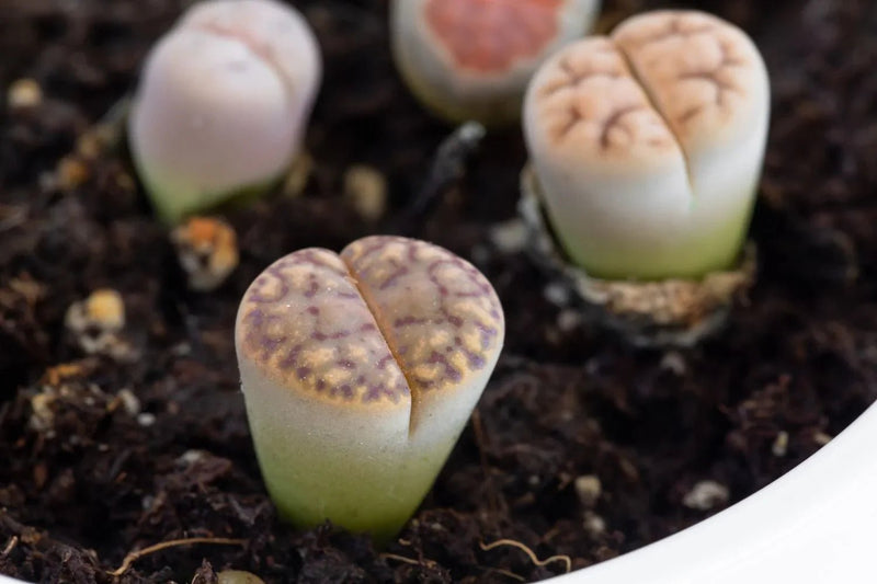 המדריך המקיף לגידול צמח האבן החיה (Lithops) 🪨