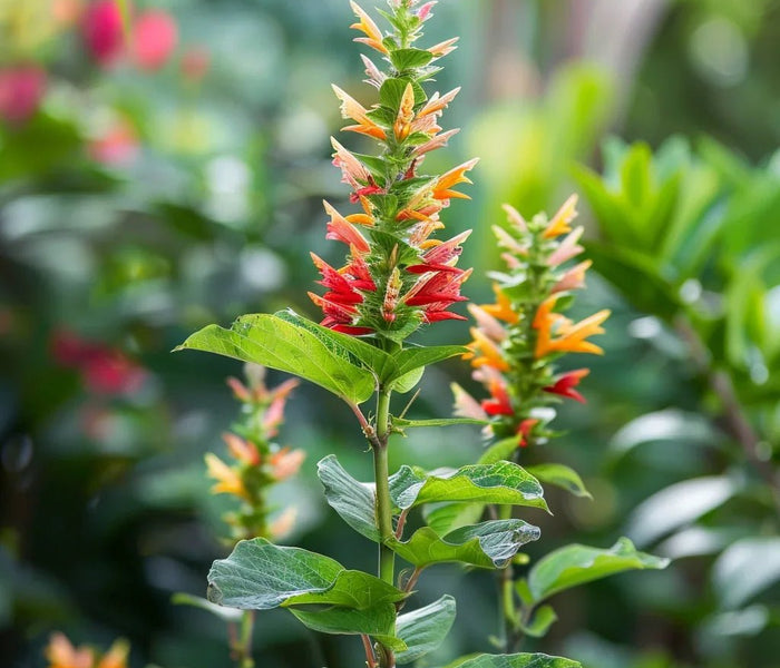 המדריך המקיף לגידול צמח השרימפ (Justicia brandegeeana) 🦐