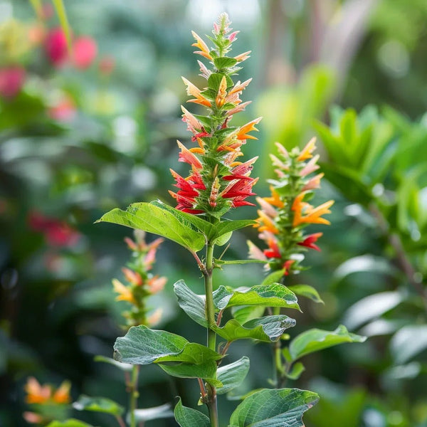 המדריך המקיף לגידול צמח השרימפ (Justicia brandegeeana) 🦐