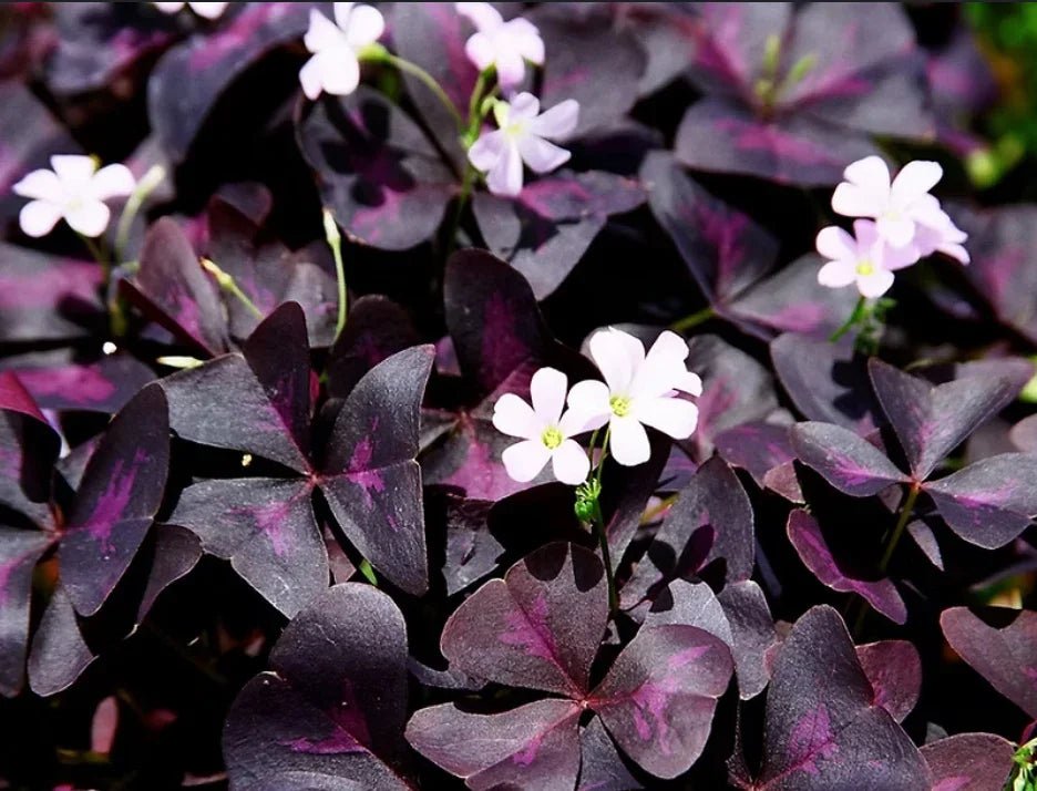 המדריך המקיף לגידול חמציץ משולש (Oxalis triangularis) 🍀 - רוטין (ירוק במרפסת לשעבר)