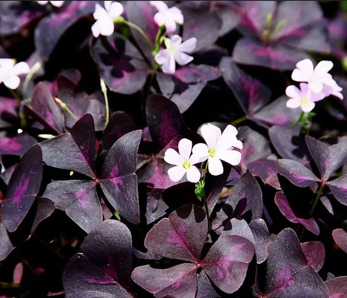 המדריך המקיף לגידול חמציץ משולש (Oxalis triangularis) 🍀