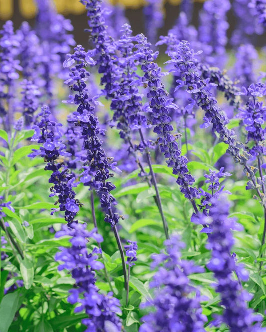 המדריך המקיף לגידול מרווה (Salvia officinalis) 🌿 - רוטין (ירוק במרפסת לשעבר)