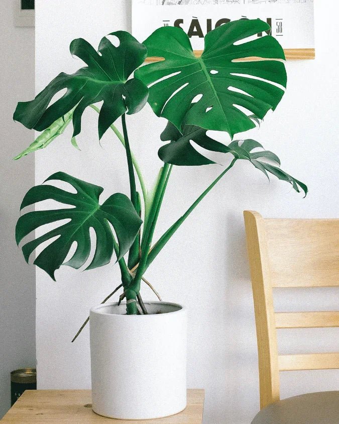 המדריך המקיף לגידול מונסטרה דליקיוזה 🌿 - רוטין (ירוק במרפסת לשעבר)