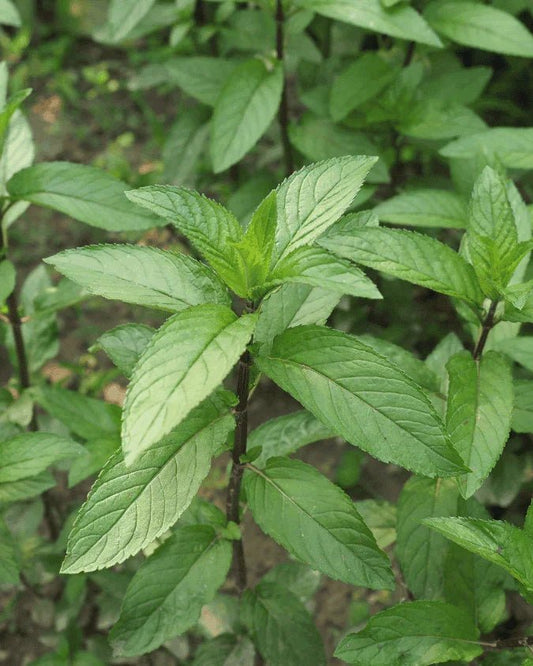 המדריך המקיף לגידול נענע (Mentha) 🌿 - רוטין (ירוק במרפסת לשעבר)