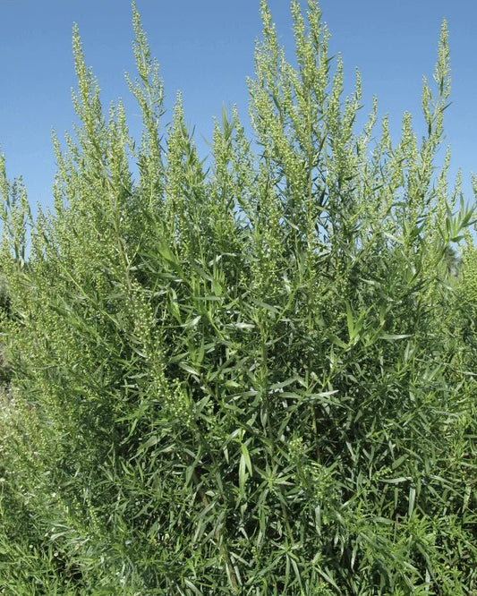 המדריך המקיף לגידול טרגון (Artemisia dracunculus) 🌿 - רוטין (ירוק במרפסת לשעבר)