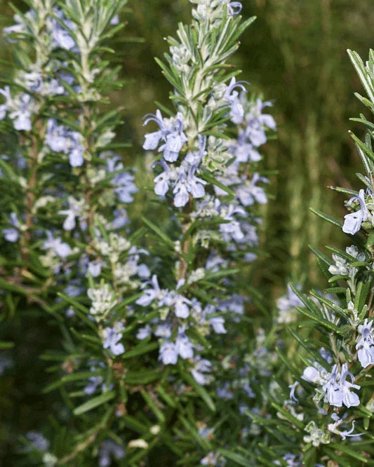 המדריך המקיף לגידול רוזמרין (Rosmarinus officinalis) 🌿 - רוטין (ירוק במרפסת לשעבר)