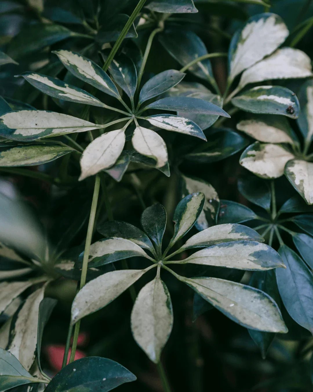המדריך המקיף לגידול שפלרה 🌿 - רוטין (ירוק במרפסת לשעבר)