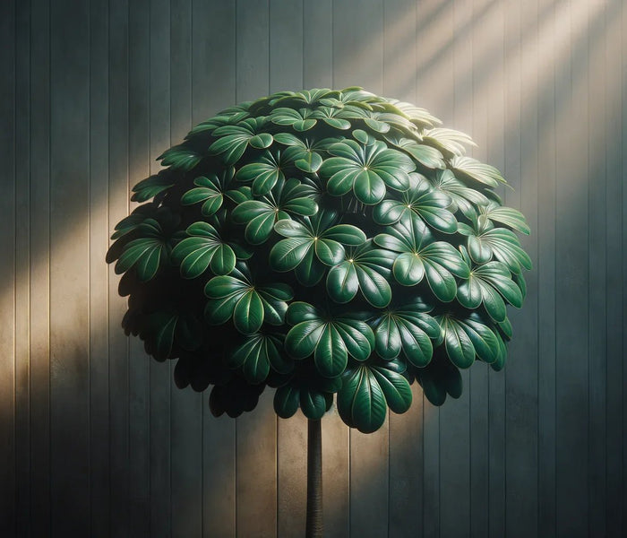 המדריך המקיף לגידול שפלרה מננסת (Schefflera arboricola) 🌿