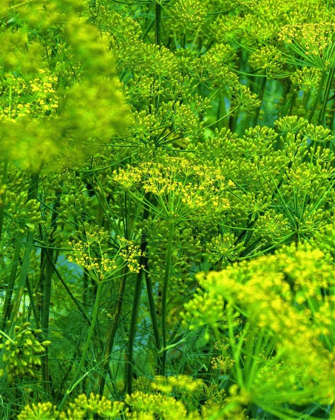 המדריך המקיף לגידול שמיר (Anethum graveolens) 🌿 - רוטין (ירוק במרפסת לשעבר)