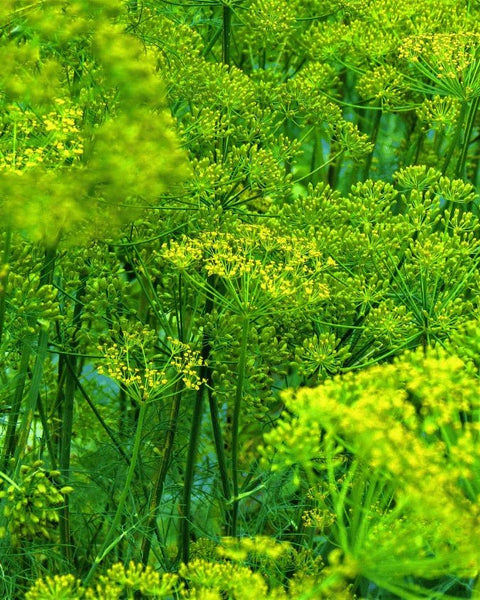 המדריך המקיף לגידול שמיר (Anethum graveolens) 🌿