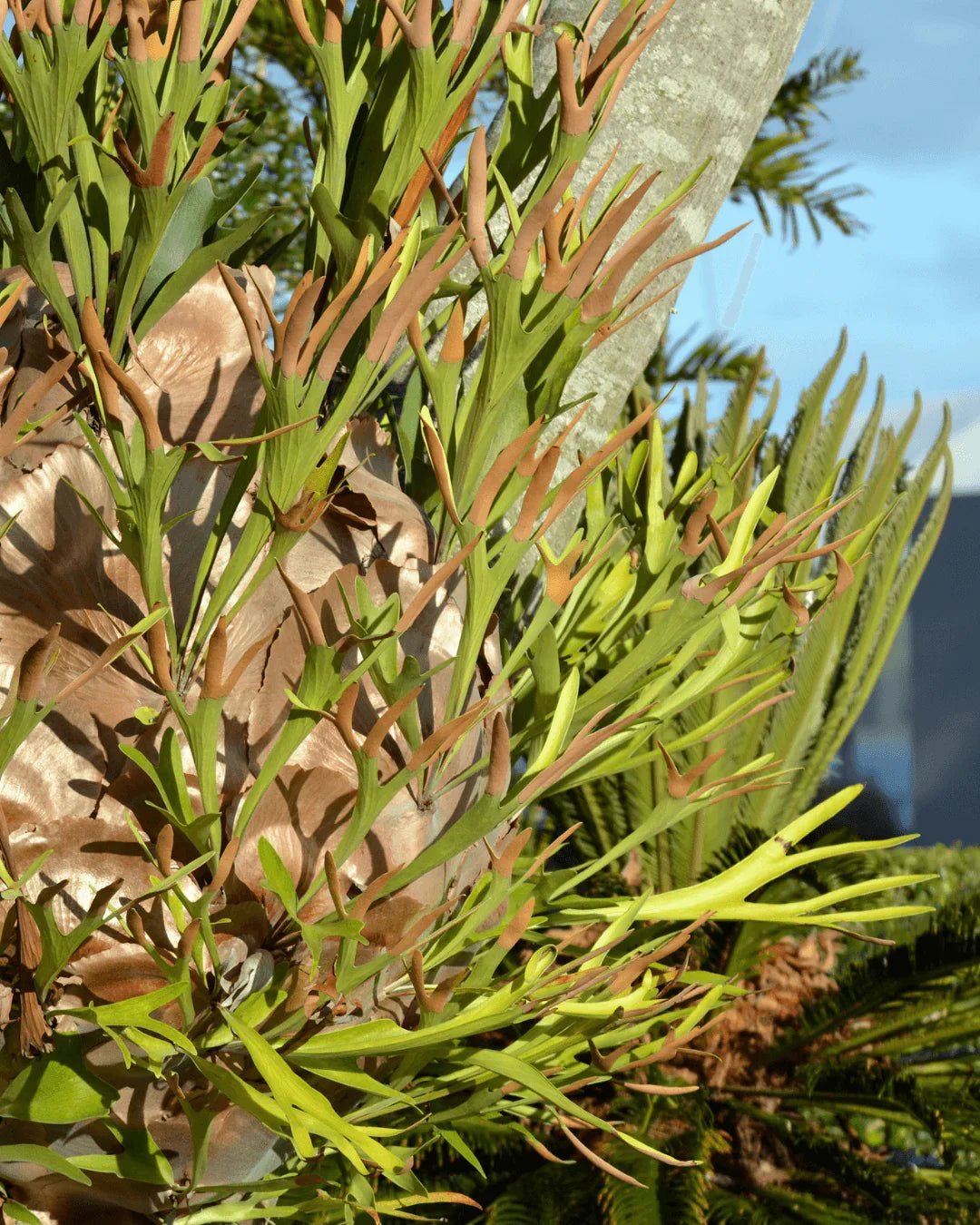 המדריך המקיף לגידול שרך קרניים (Platycerium bifurcatum) 🌿 - רוטין (ירוק במרפסת לשעבר)