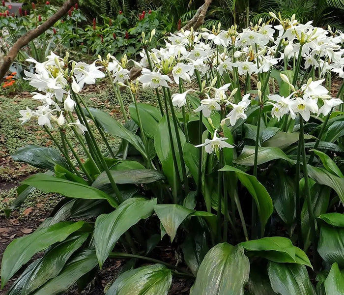 המדריך המקיף לגידול שושן אמזונה (Eucharis amazonica) 🌿