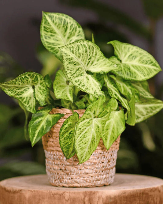 המדריך המקיף לגידול סינגוניום (Syngonium podophyllum) 🌿 - רוטין (ירוק במרפסת לשעבר)