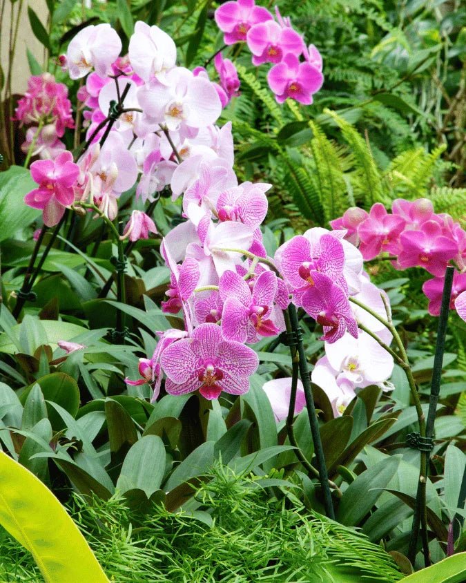 המדריך המקיף לגידול סחלב פלנופסיס 🌸 - רוטין (ירוק במרפסת לשעבר)