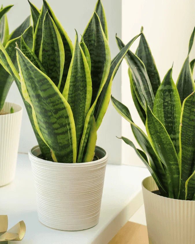 המדריך המקיף לגידול סנסיווריה (לשון חמות) 🌵 - רוטין (ירוק במרפסת לשעבר)