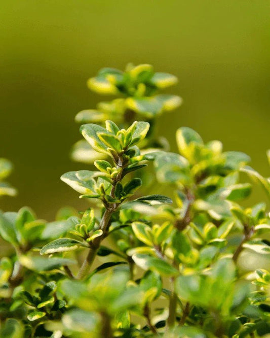 המדריך המקיף לגידול תימין לימוני (Thymus citriodorus) 🌿 - רוטין (ירוק במרפסת לשעבר)