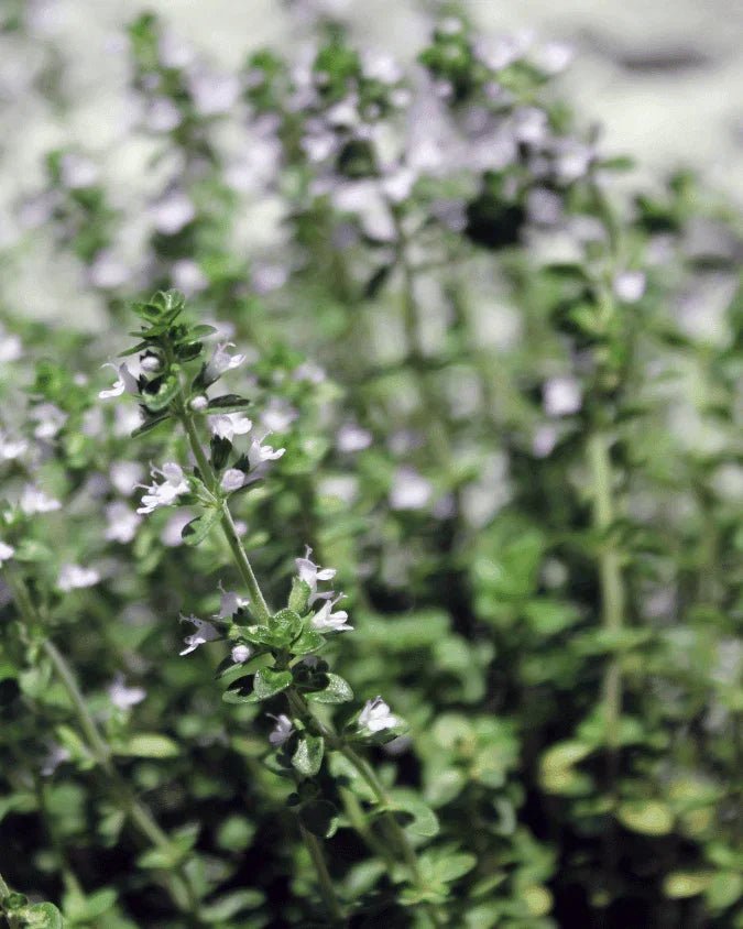 המדריך המקיף לגידול תימין (Thymus vulgaris) 🌿 - רוטין (ירוק במרפסת לשעבר)