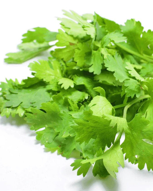 המדריך המקיף לגידול כוסברה (Coriandrum sativum) 🌿 - רוטין (ירוק במרפסת לשעבר)