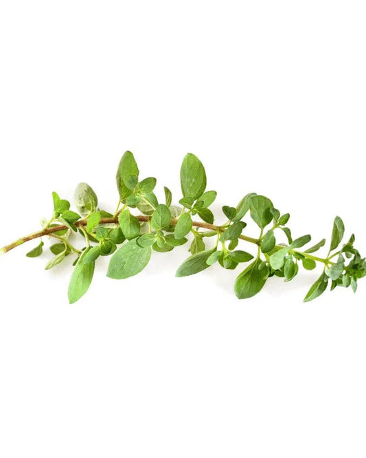 המדריך המקיף לגידול זעתר (Origanum syriacum) 🌿 - רוטין (ירוק במרפסת לשעבר)