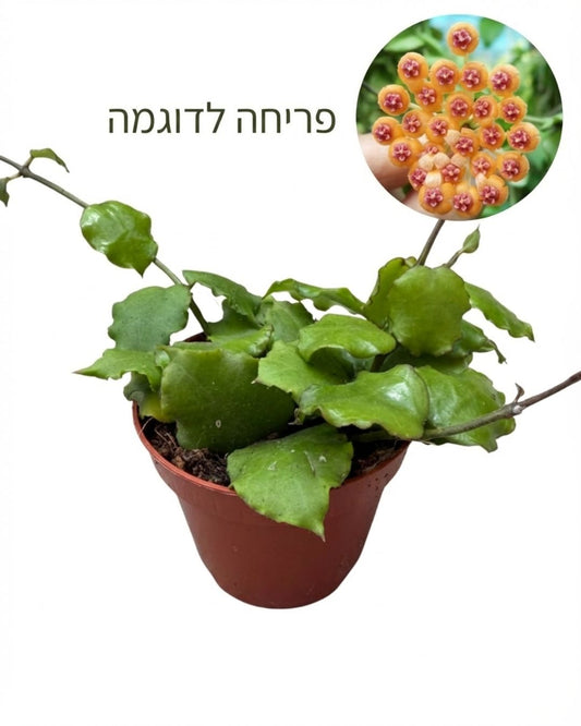 הויה אדונסיס | בייבי מבצע
