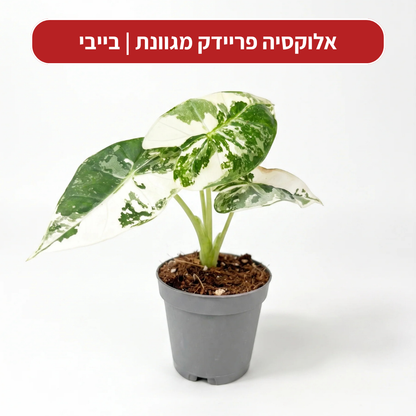 צמח בהפתעה במתנה