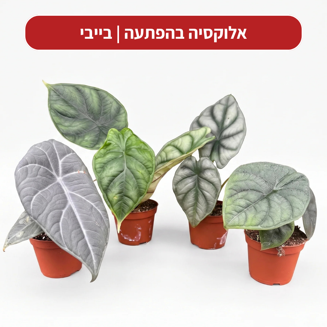 צמח בהפתעה במתנה