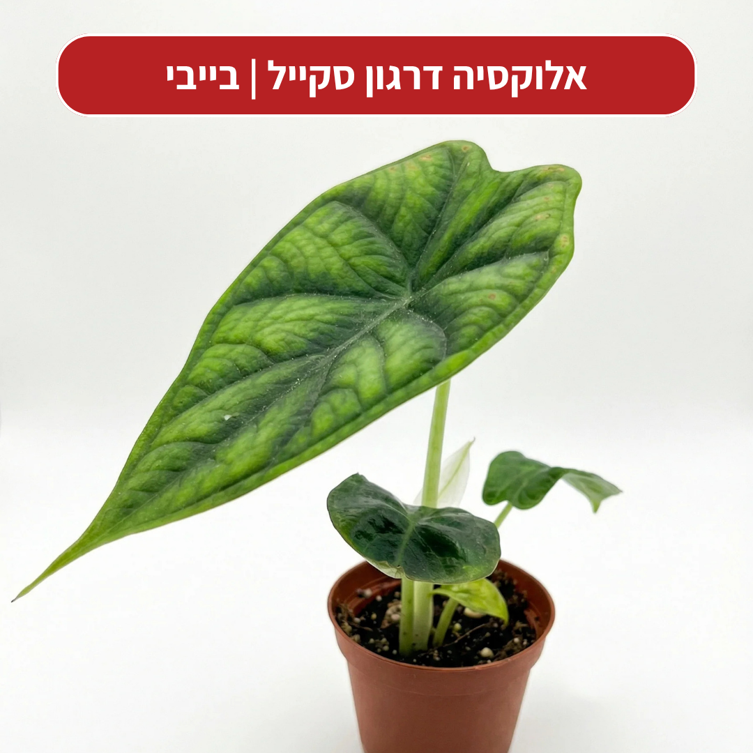 צמח בהפתעה במתנה