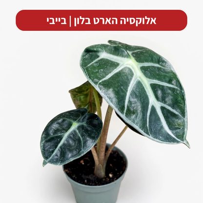 צמח בהפתעה במתנה