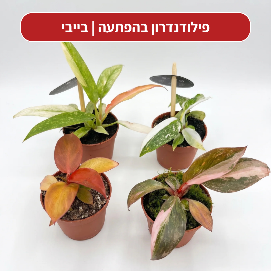 צמח בהפתעה במתנה
