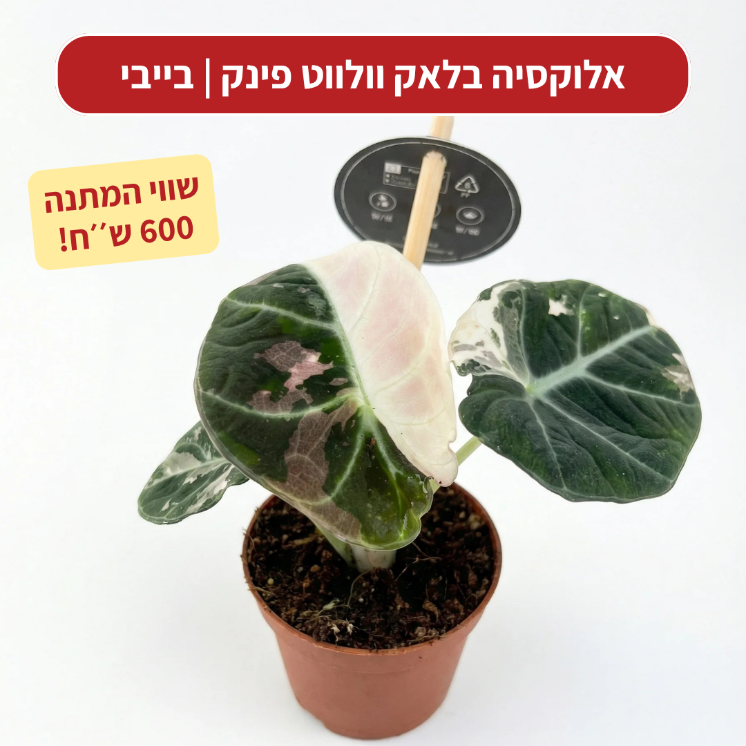 צמח בהפתעה במתנה