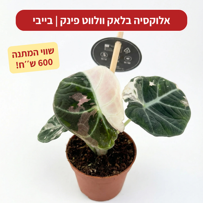 צמח בהפתעה במתנה