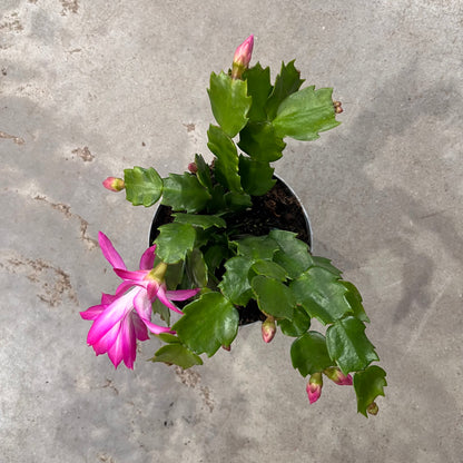 זיגוקקטוס קוטר 10/12