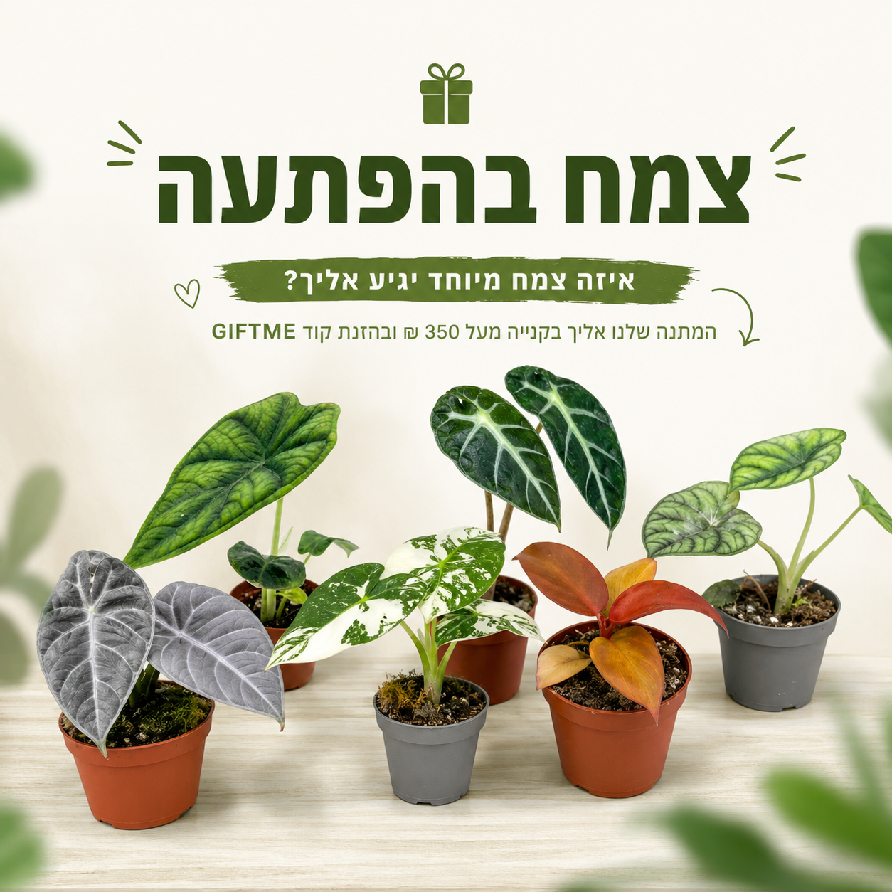 צמח בהפתעה במתנה