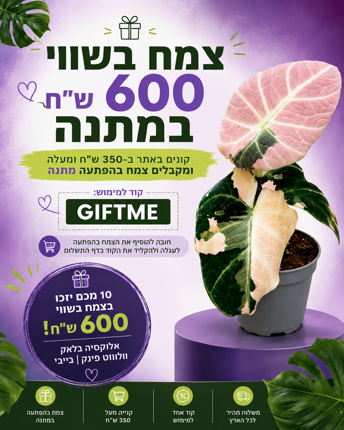 צמח בהפתעה במתנה