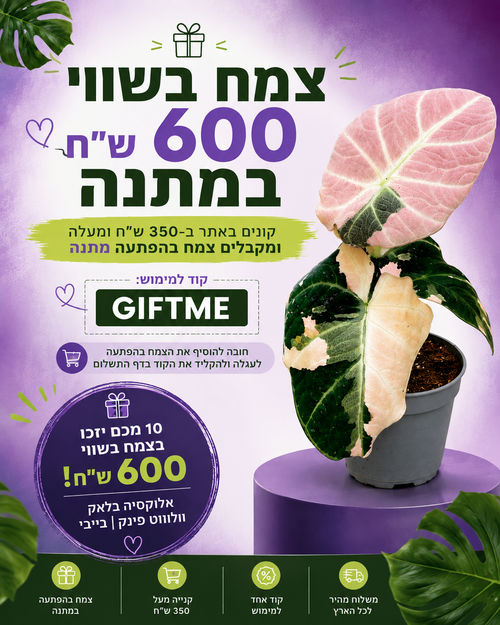 צמח בהפתעה במתנה