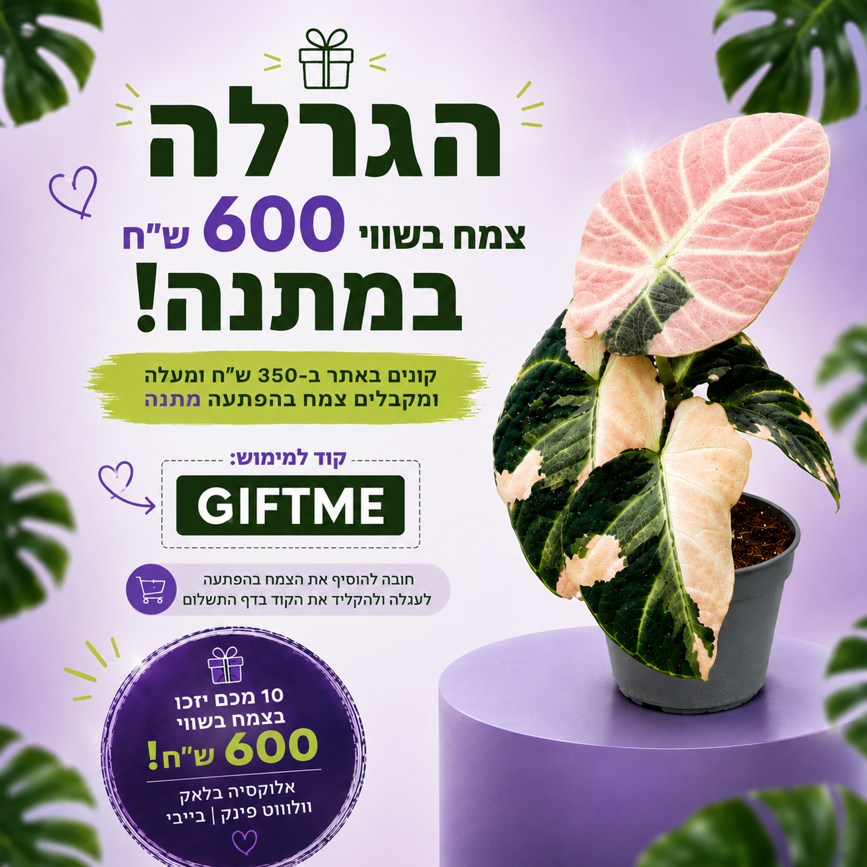צמח בהפתעה במתנה