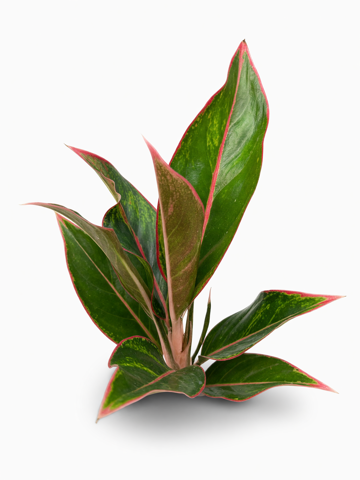 אגלונמה פס אדום — 2