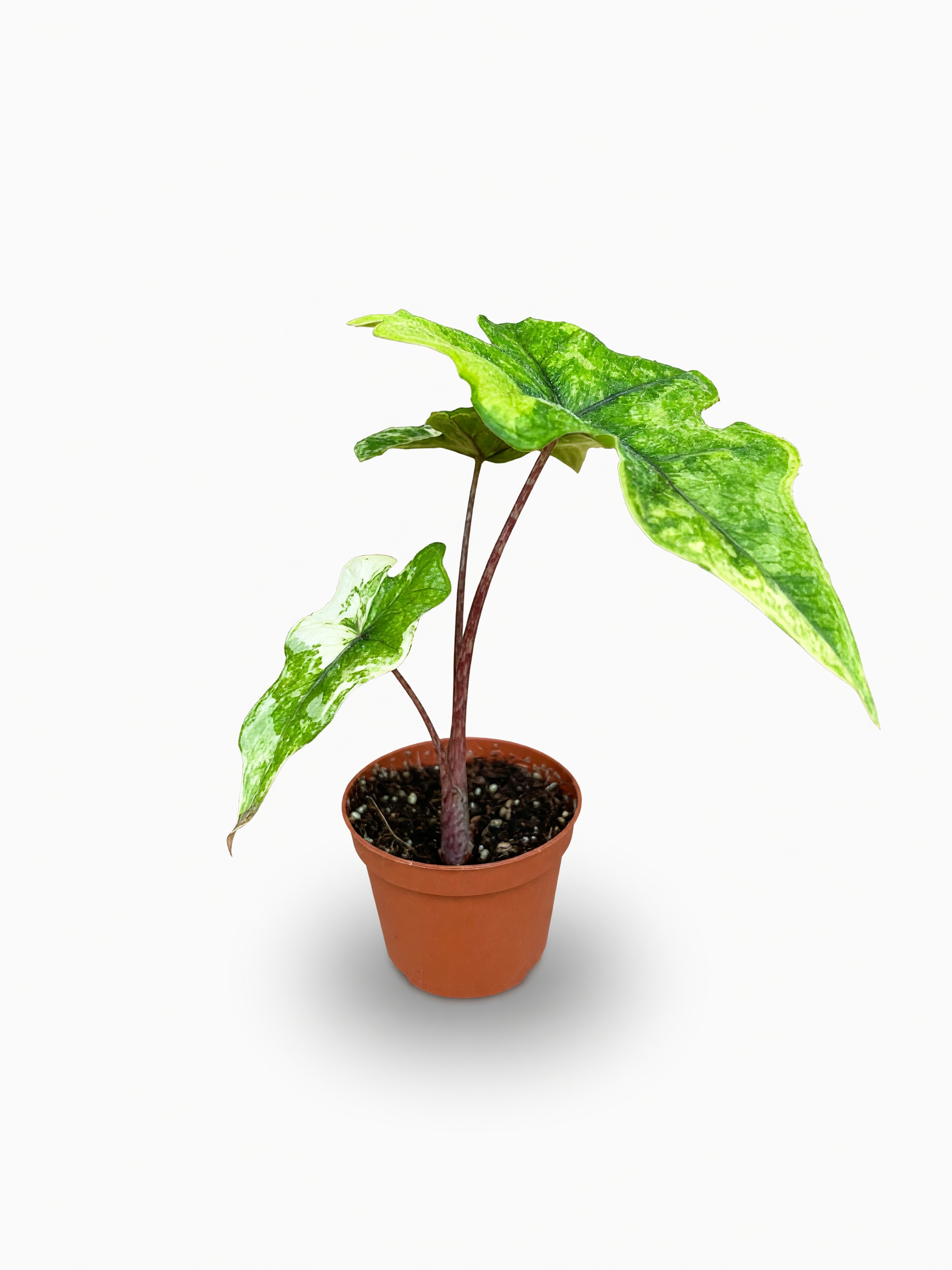 אלוקסיה ג׳קלין אוראה — 1