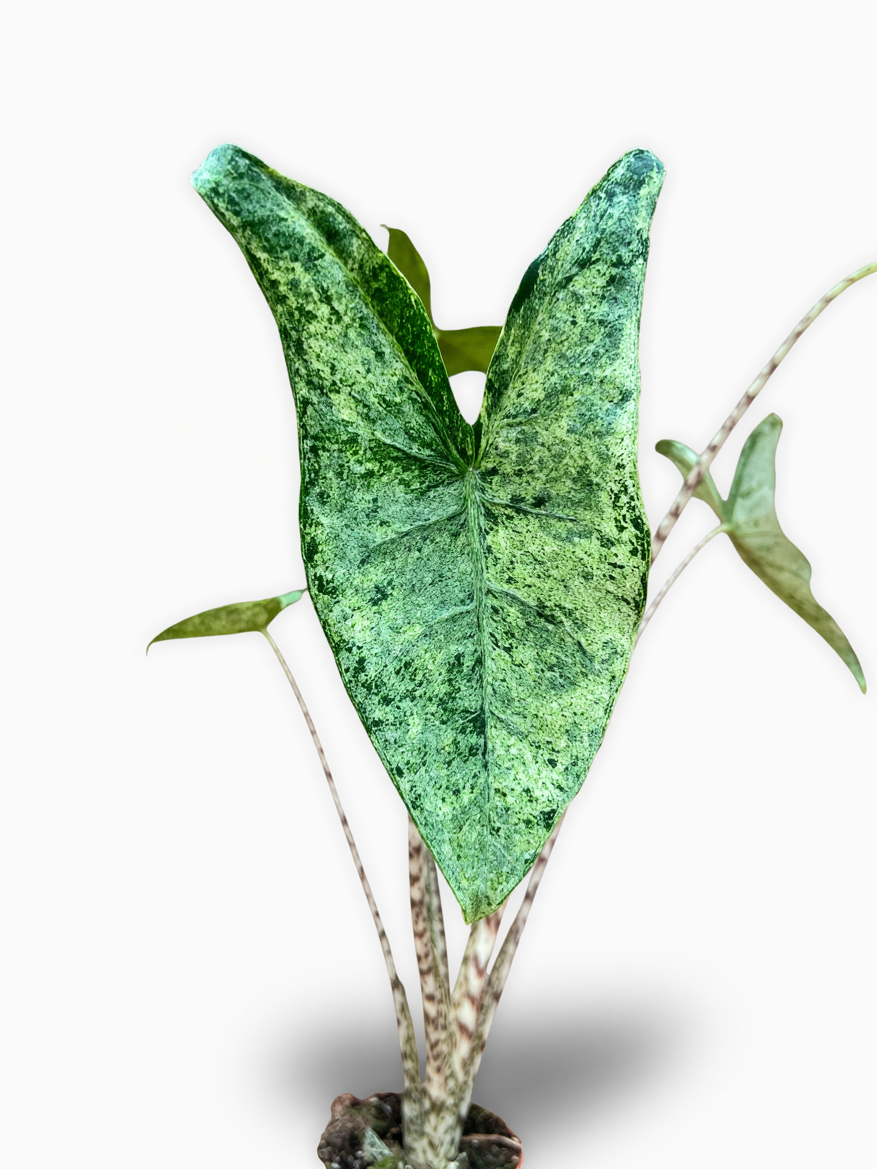 אלוקסיה זברינה מוהיטו — 2