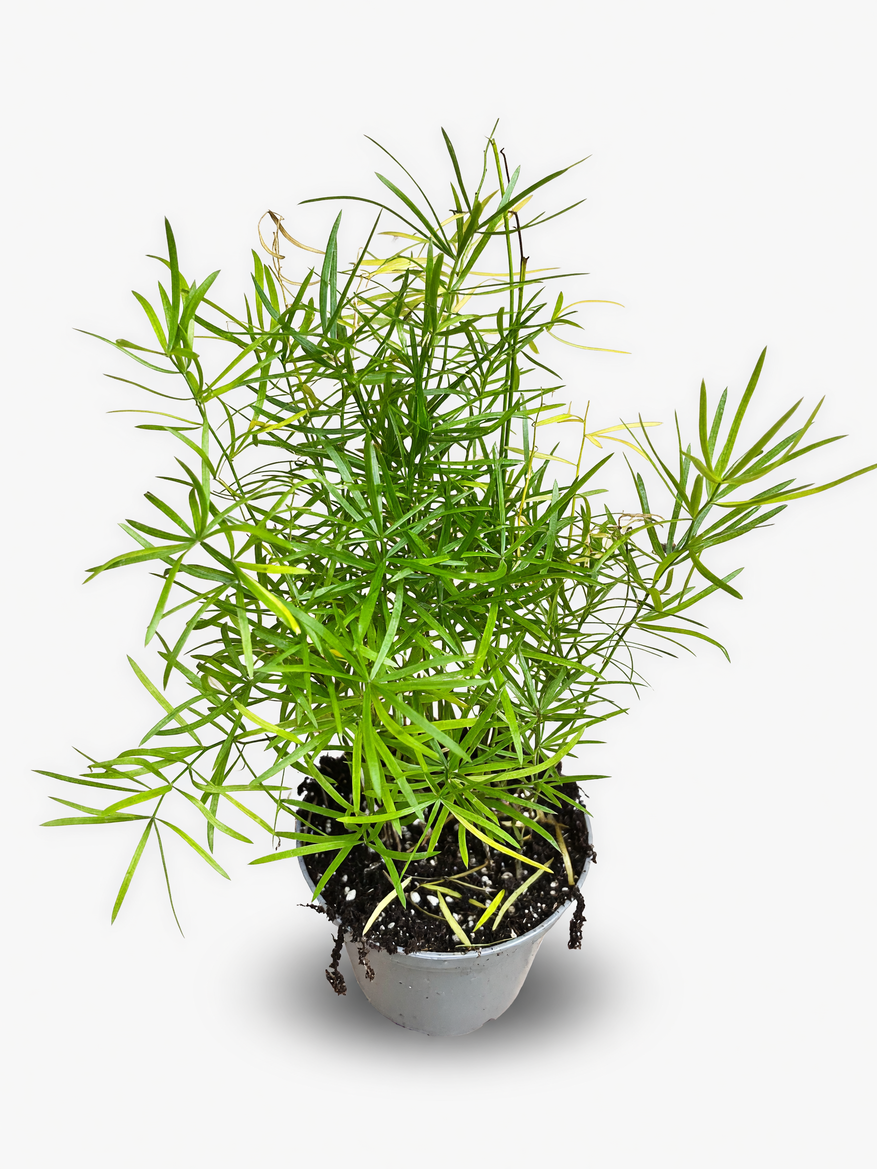 אספרגוס — 3