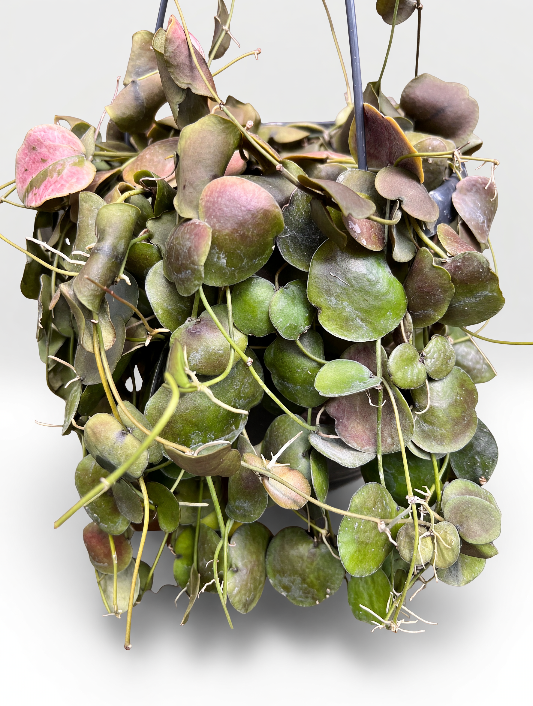 דישידיה פקטנויידס — 3
