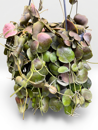 דישידיה פקטנויידס — 3
