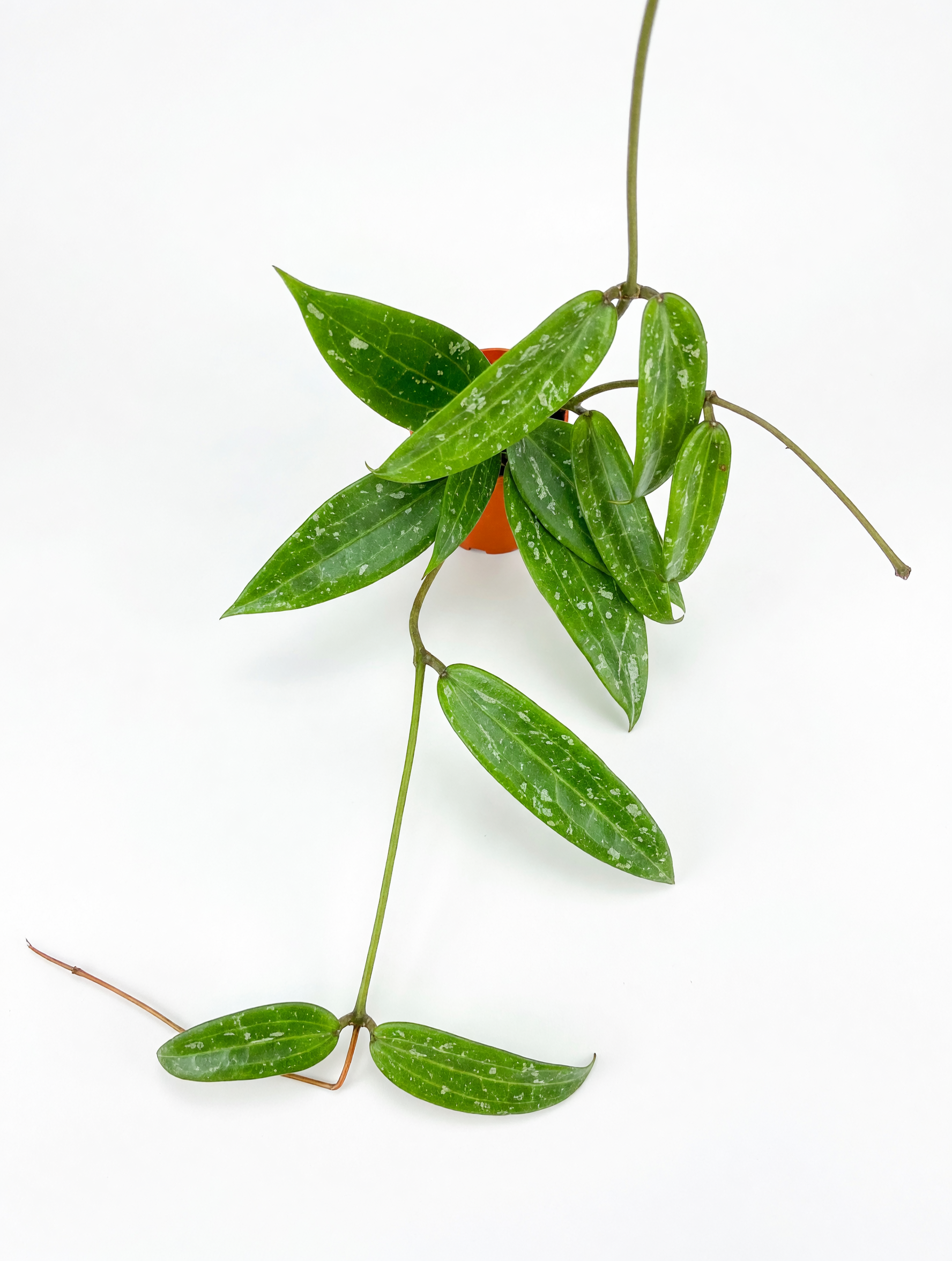 הויה sp לואי — 2