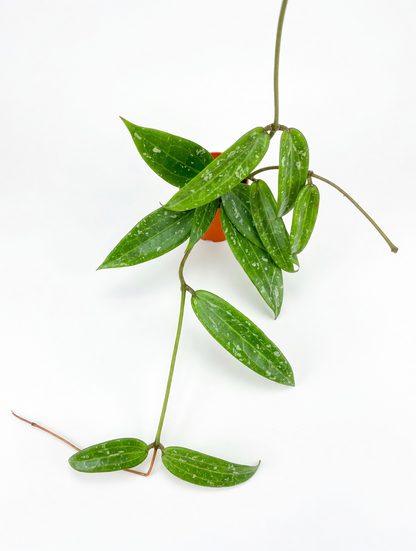 הויה sp לואי — 2